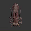 Red Beetle Insect With Detailed Rough Texture On 3D Rendered Gray Background