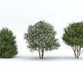 Three Varieties of Arbor Trees with Green Variegated and Dense Foliage