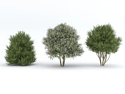 Three Varieties of Arbor Trees with Green Variegated and Dense Foliage 3d model