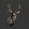 Deer Head Taxidermy Mount With Large Antlers For Home Wall Decoration