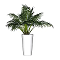 Lush Green Potted Plant With Feathery Leaves In White Ceramic Pot