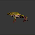 Vibrant Yellow Green Frog With Red Toes On Dark Background Reflection