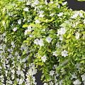 Hanging Basket Green Plants With Trailing Vines And White Flowers For Home Decor