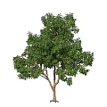 Arbor With Lush Green Foliage And Tall Brown Trunk In Natural Setting