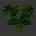 Large Leaf Green Plants In White Pots With Metal Stands For Interior Decor