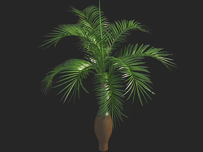 Bonsai Plant With Green Long Leaves In Brown Vase Against Black Background 3d model