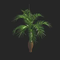 Bonsai Plant With Green Long Leaves In Brown Vase Against Black Background