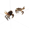 Two Brown And Tan Aquatic Crabs With Distinct Claws On White 3d model