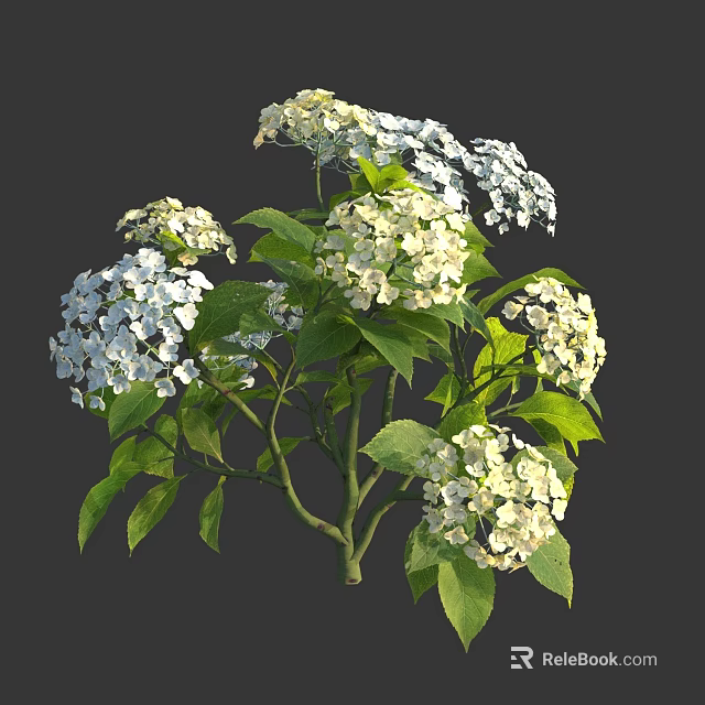 White and Pale Green Hydrangea Flowers with Lush Green Leaves on Branches 3d model 