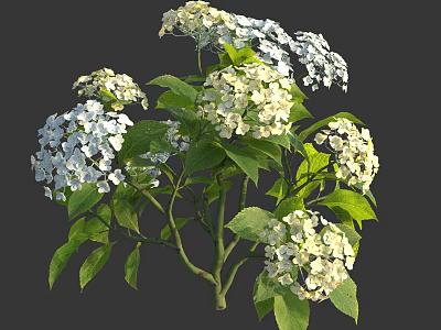White and Pale Green Hydrangea Flowers with Lush Green Leaves on Branches 3d model