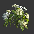 White and Pale Green Hydrangea Flowers with Lush Green Leaves on Branches
