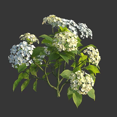 White and Pale Green Hydrangea Flowers with Lush Green Leaves on Branches 3d model