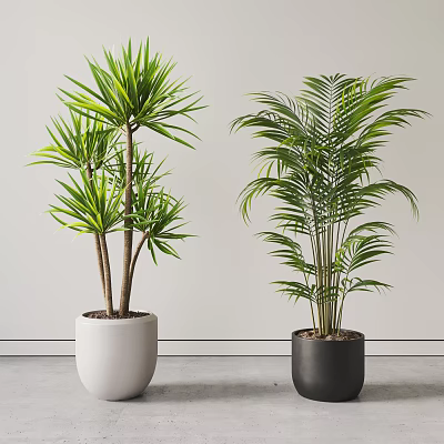 Lush Green Indoor Potted Plants with Fresh Leaves in White and Black Pots 3d model