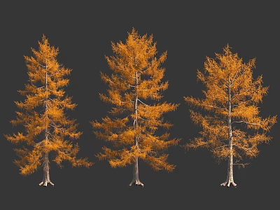 Three Yellow Autumn Trees With Golden Foliage Against Black Background 3d model