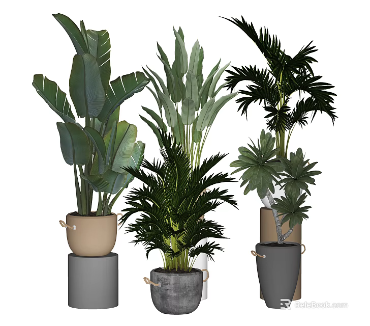 Indoor Potted Plants Featuring Various Green Leafy Tropical And Palm Species In Stylish Planters 3d model 