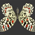 Colorful Butterfly With Red Black And White Spotted Wings And Detailed Patterns