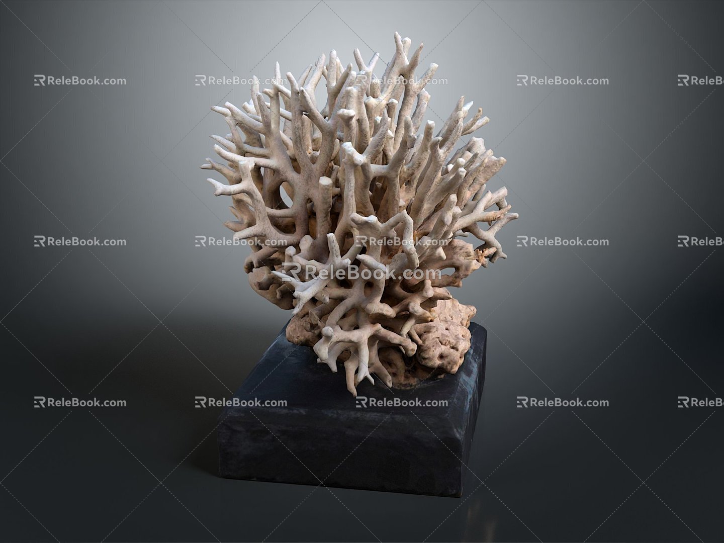 Modern Coral Red Coral White Coral Blue Coral 3d model