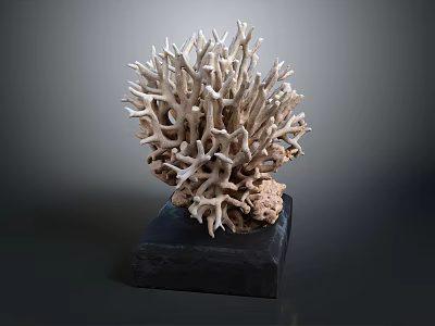 Aquatic Animal Branching Coral Detailed Structure with Natural Texture on Black Base 3d model
