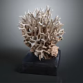 Aquatic Animal Branching Coral Detailed Structure with Natural Texture on Black Base