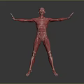 Human Muscle Organ Anatomy 3D Model With Extended Arms And Detailed Body Muscles