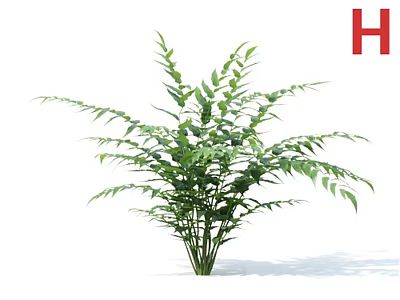 Lush Green Potted Plant With Slender Leaves And Bushy Foliage For Home Decoration 3d model
