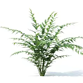 Lush Green Potted Plant With Slender Leaves And Bushy Foliage For Home Decoration