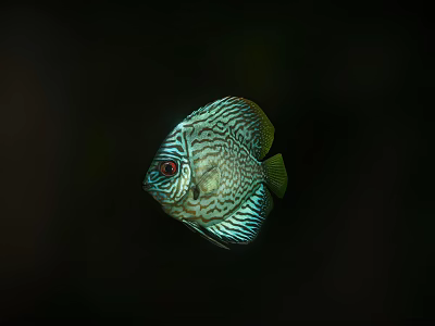 Vibrant Striped Discus Fish With Red Eyes Swimming In Dark Water 3d model