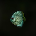 Vibrant Striped Discus Fish With Red Eyes Swimming In Dark Water