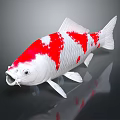 Vibrant White and Red Koi Fish with Distinctive Color Patterns and Markings