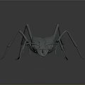 Realistic Detailed 3D Ant Model With Long Legs And Segmented Body