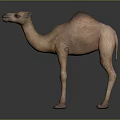 Light Brown Dromedary Camel with Smooth Fur Standing Sideways on Gray Background 3d model