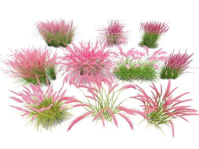 Lush Pink Ornamental Grasses Featuring Green Leaves And Various Plumes In Multiple Clumps 3d model