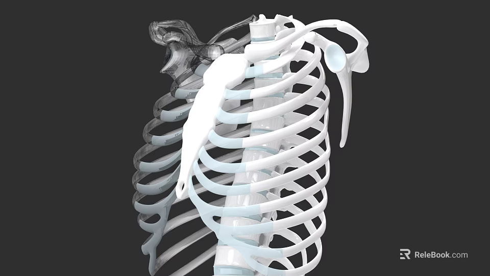 Chest Organs 3D Skeletal Anatomy Model With Ribs Sternum And Clavicle 3d model 