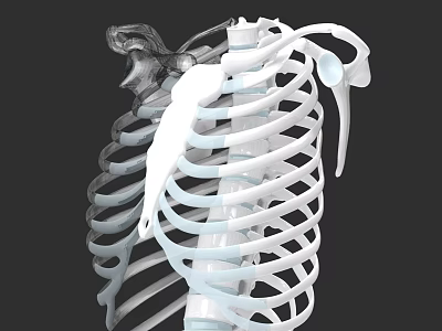 Chest Organs 3D Skeletal Anatomy Model With Ribs Sternum And Clavicle 3d model