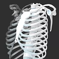 Chest Organs 3D Skeletal Anatomy Model With Ribs Sternum And Clavicle