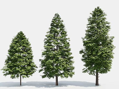 Three Evergreen Trees With Different Heights And Lush Green Foliage In Landscape 3d model