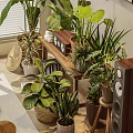 Potted Plants in Indoor Living Space with Window Blinds Wall Art Table Speakers and Magazines