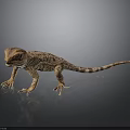 Brown Spotted Lizard Standing On Black Smooth Surface With Gray Gradient Background 3d model