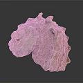 Detailed Animal Organ With Fine Hair And Natural Textured Surface