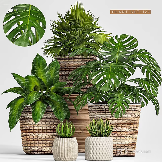Various Green Potted Plants in Wicker Baskets for Indoor Decoration 3d model