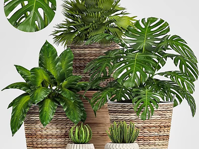 Various Green Potted Plants in Wicker Baskets for Indoor Decoration 3d model
