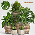 Various Green Potted Plants in Wicker Baskets for Indoor Decoration 3d model
