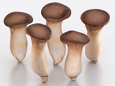 Pleurotus eryngii mushroom vegetables 3d model