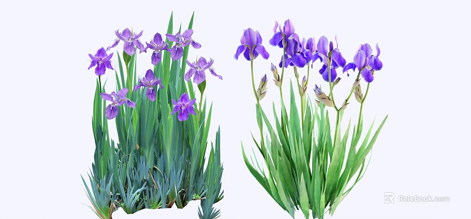 Beautiful Purple Iris Flowers With Green Leaves In Fresh Bloom 3d model 
