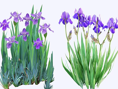 Beautiful Purple Iris Flowers With Green Leaves In Fresh Bloom 3d model