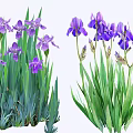 Beautiful Purple Iris Flowers With Green Leaves In Fresh Bloom