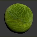 Fresh Green Cabbage with Leafy Texture Organic Raw Vegetable Ideal for Healthy Salads
