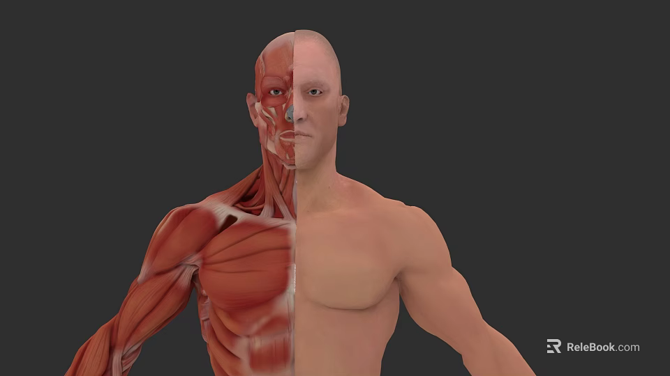Human Muscle Organ System 3D Anatomical Model With Half Muscular Structure And Normal Body View 3d model 