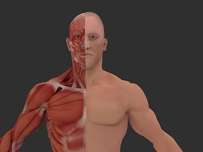 Human Muscle Organ System 3D Anatomical Model With Half Muscular Structure And Normal Body View 3d model