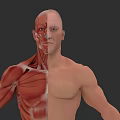Human Muscle Organ System 3D Anatomical Model With Half Muscular Structure And Normal Body View